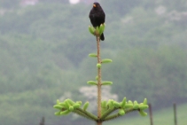 (2004-05) Vacances de l'Ascension a la maison